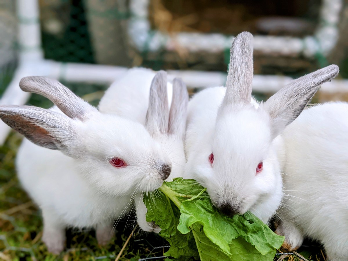 Buying pasture-raised meat&nbsp;rabbits
