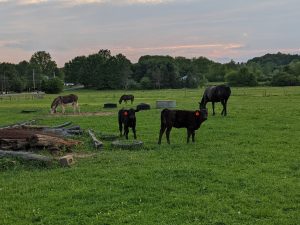 New Angus beef calves enjoying the pasture.