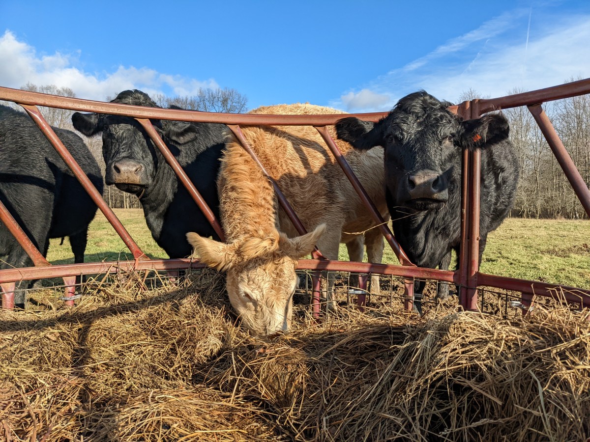 Buying grass-fed freezer&nbsp;beef