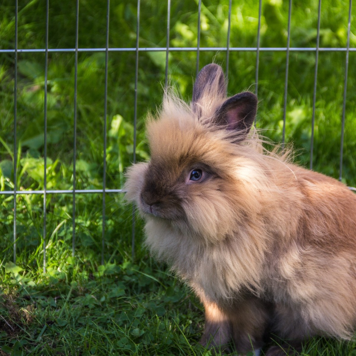 Three Reasons Why I Love Lionhead&nbsp;Rabbits