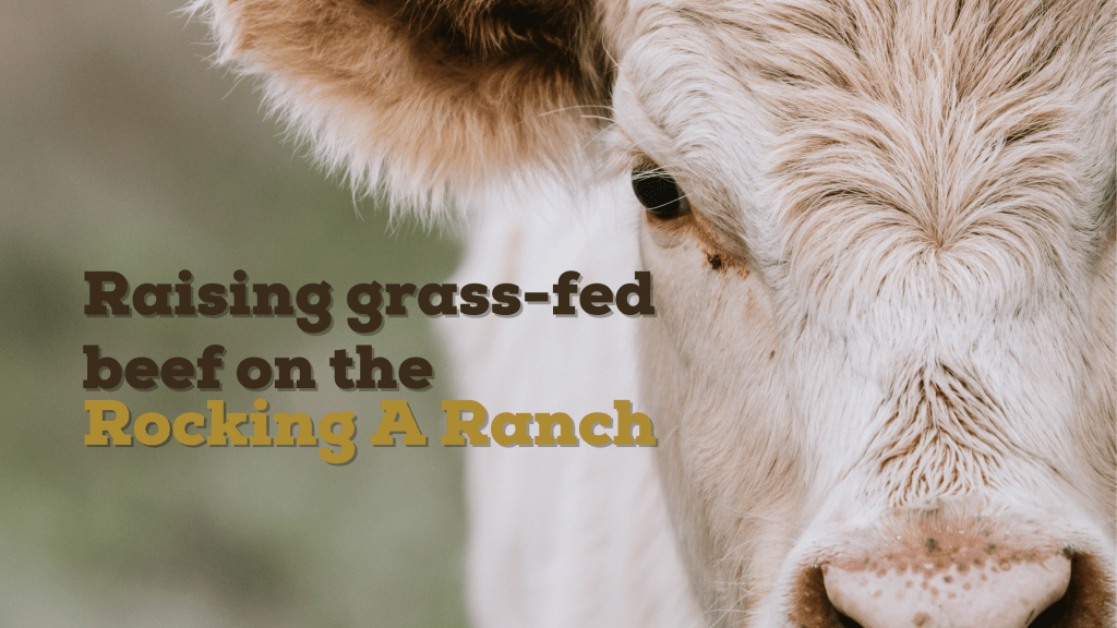 Raising grass-fed beef and freezer beef on the Rocking A Ranch