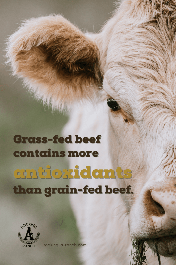 Grass-fed beef (or freezer beef) contains more antioxidants than grain-fed beef, making grass-fed beef healthier than grain-fed beef.