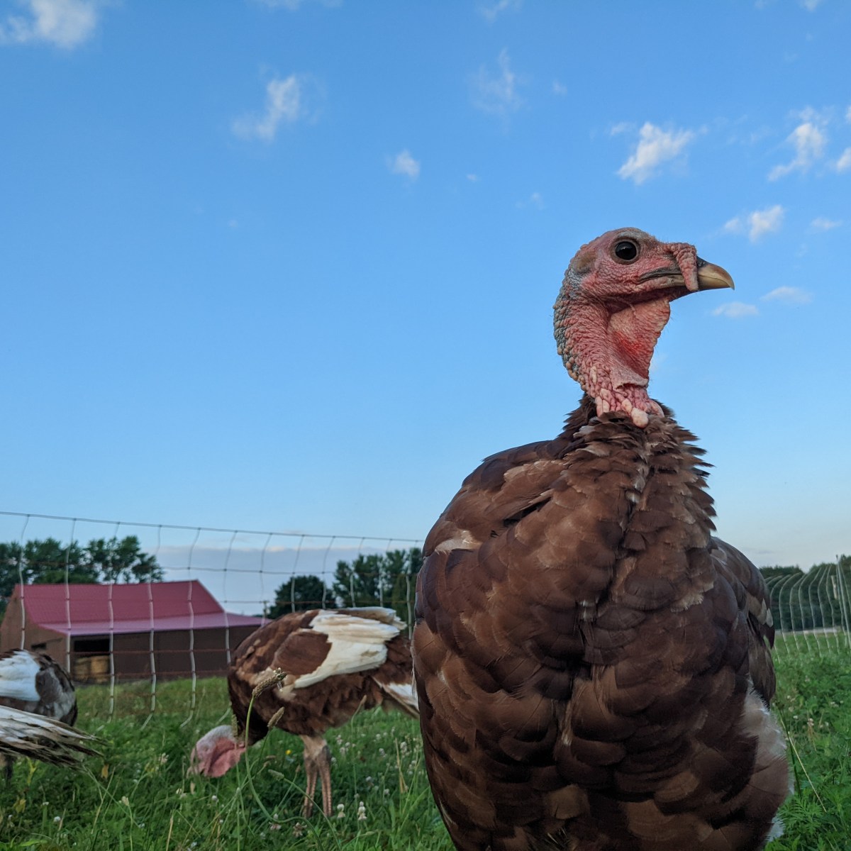 Pasture-raised turkeys