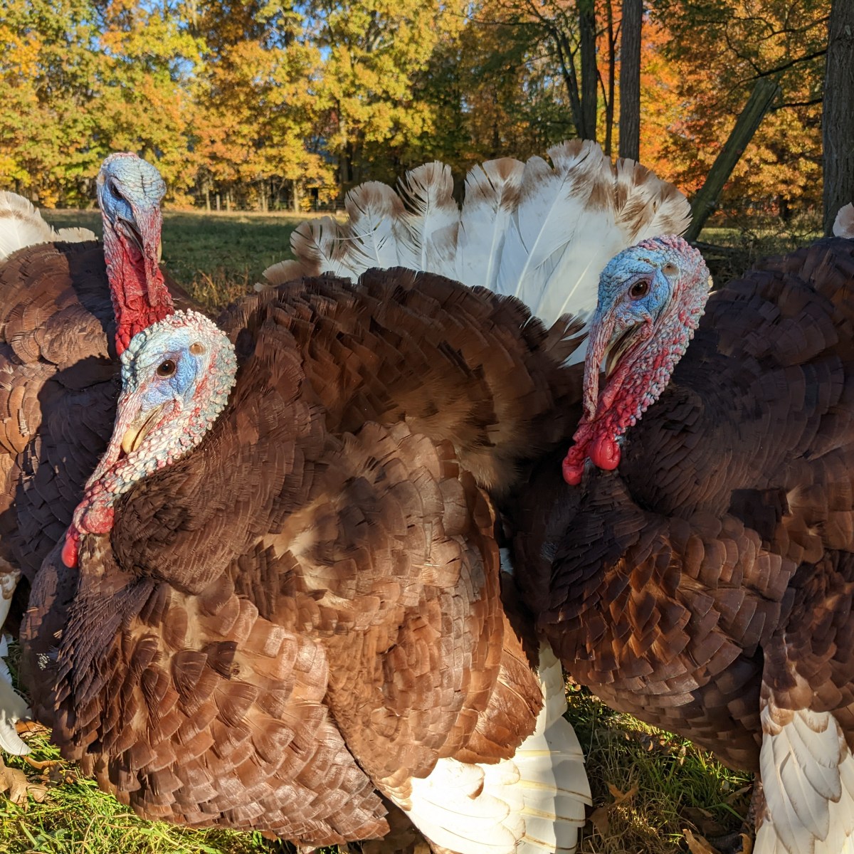 Four benefits of pasture-raised&nbsp;turkeys